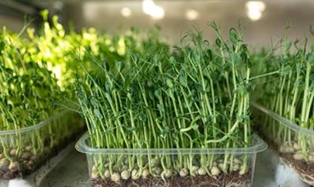 Микрозелень