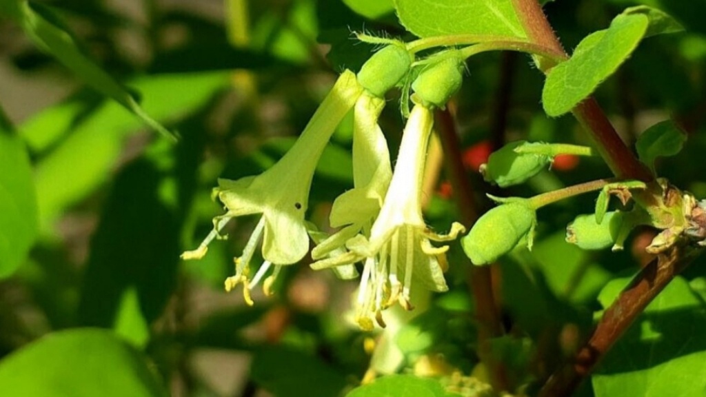 Цветок жимолости. Фото автора