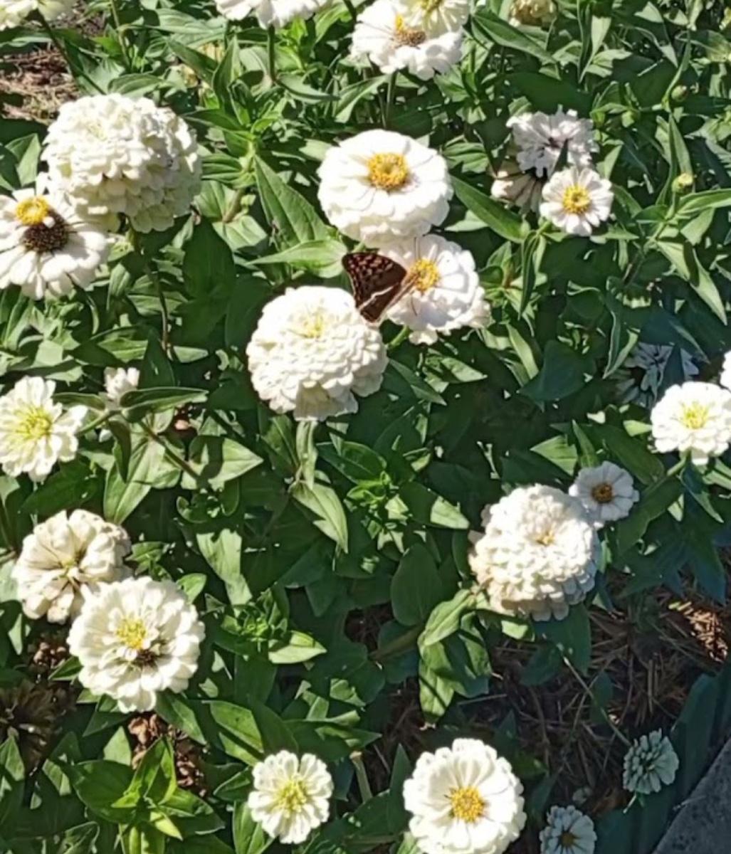 Мои любимицы, лето 2025 года, семена покупные, не калибровала, цветки были простые, полумахровые и махровые