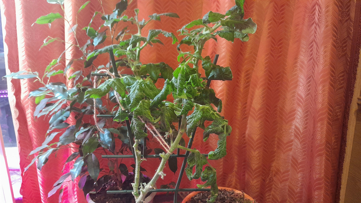 Этот куст помидора всё 