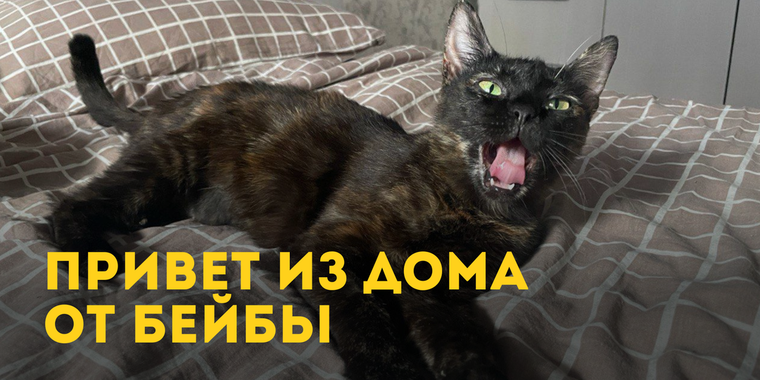 Привет из дома от Бейбы