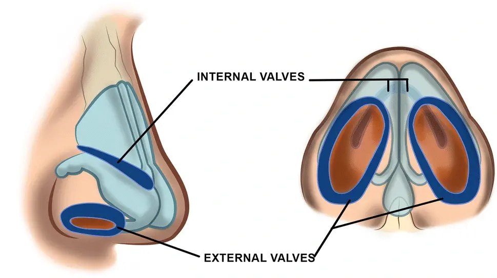Область внутреннего носового клапана (сверху) и наружного (снизу).