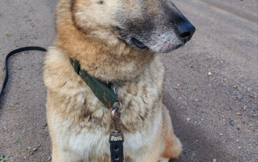 Хозяева знали, что собака из приюта - это "чёрный ящик", и были готовы к сюрпризам. Первый сюрприз прилетел на прогулке в первый же день