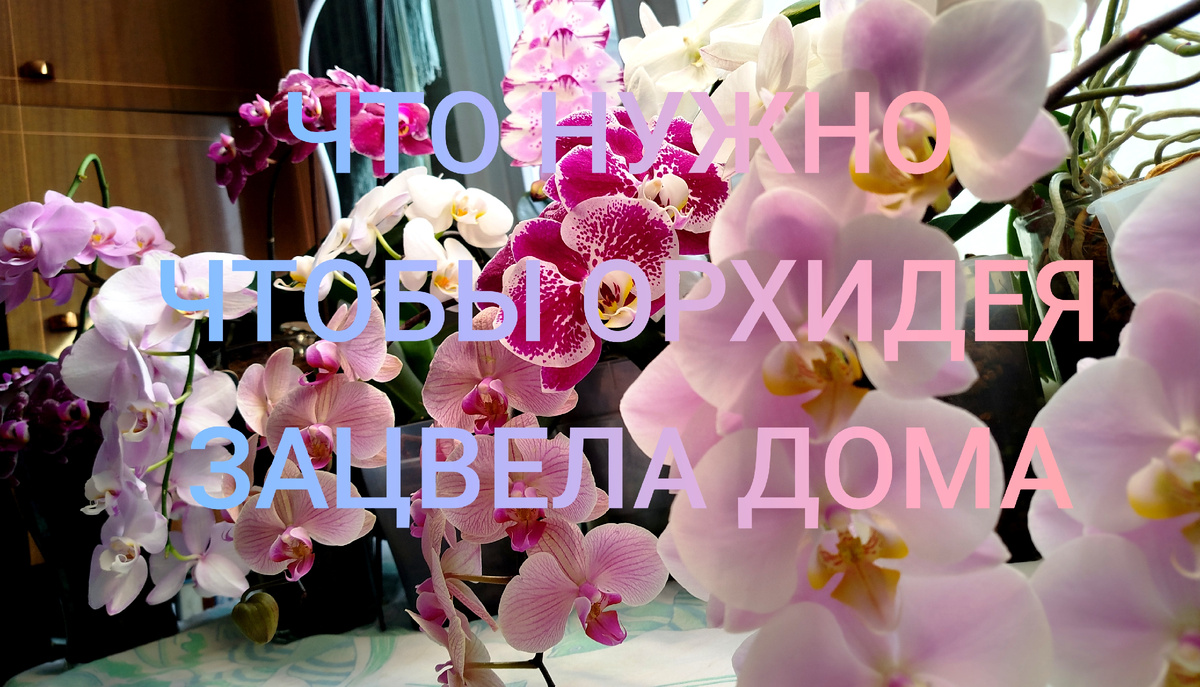 При этих условиях Орхидея зацветет дома орхидеи цветут дома домашнее цветение орхидей #орхорадость