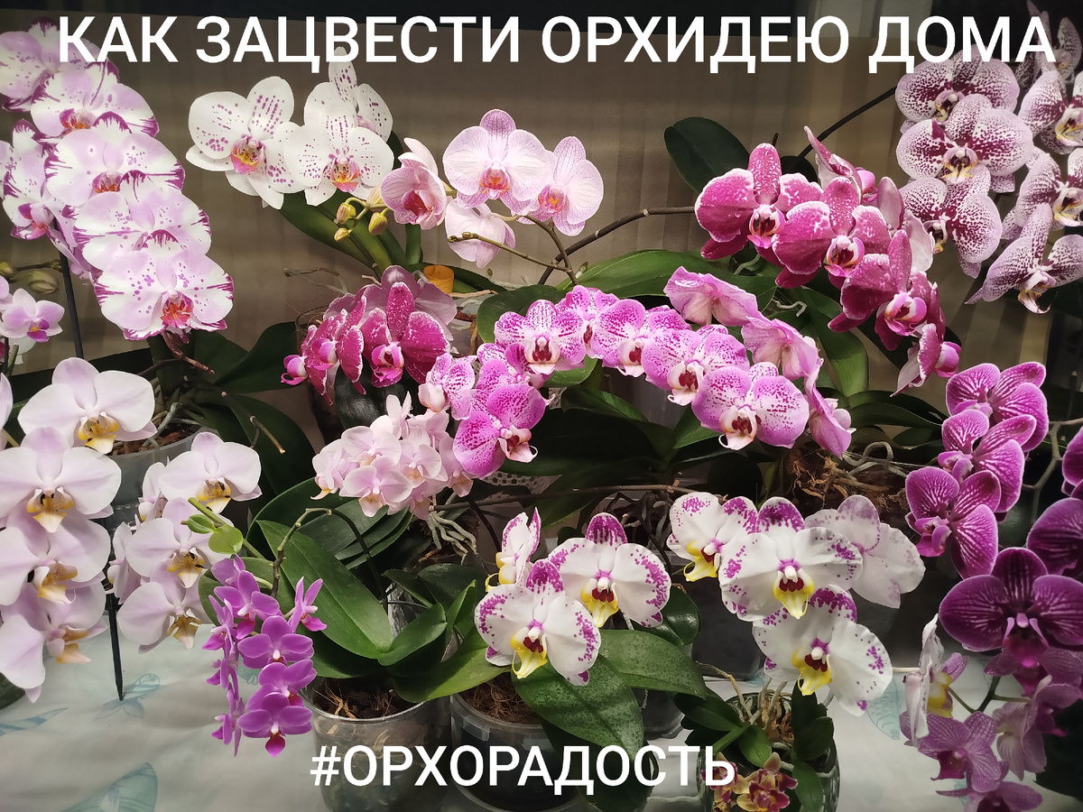 Домашнее цветение орхидей фаленопсисов орхорадость