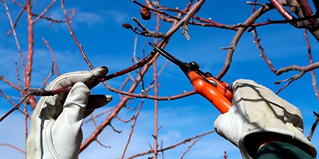 3 правила Мичурина для большого урожая: весенняя обрезка плодовых деревьев, которой опасно брезговать