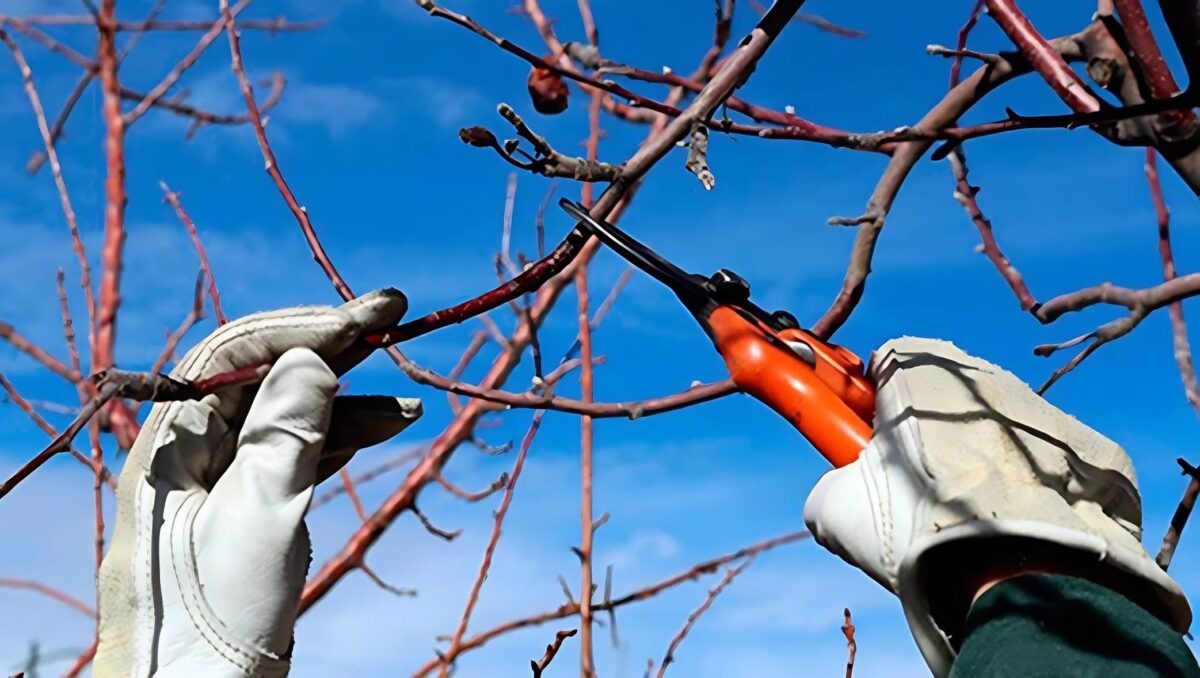 Обрезка дерева