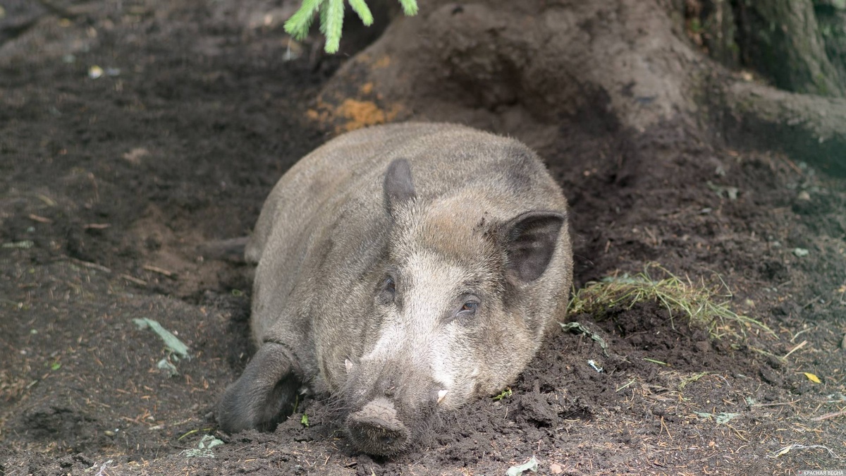     Дикий кабан.   
Андрей Грук © ИА Красная Весна