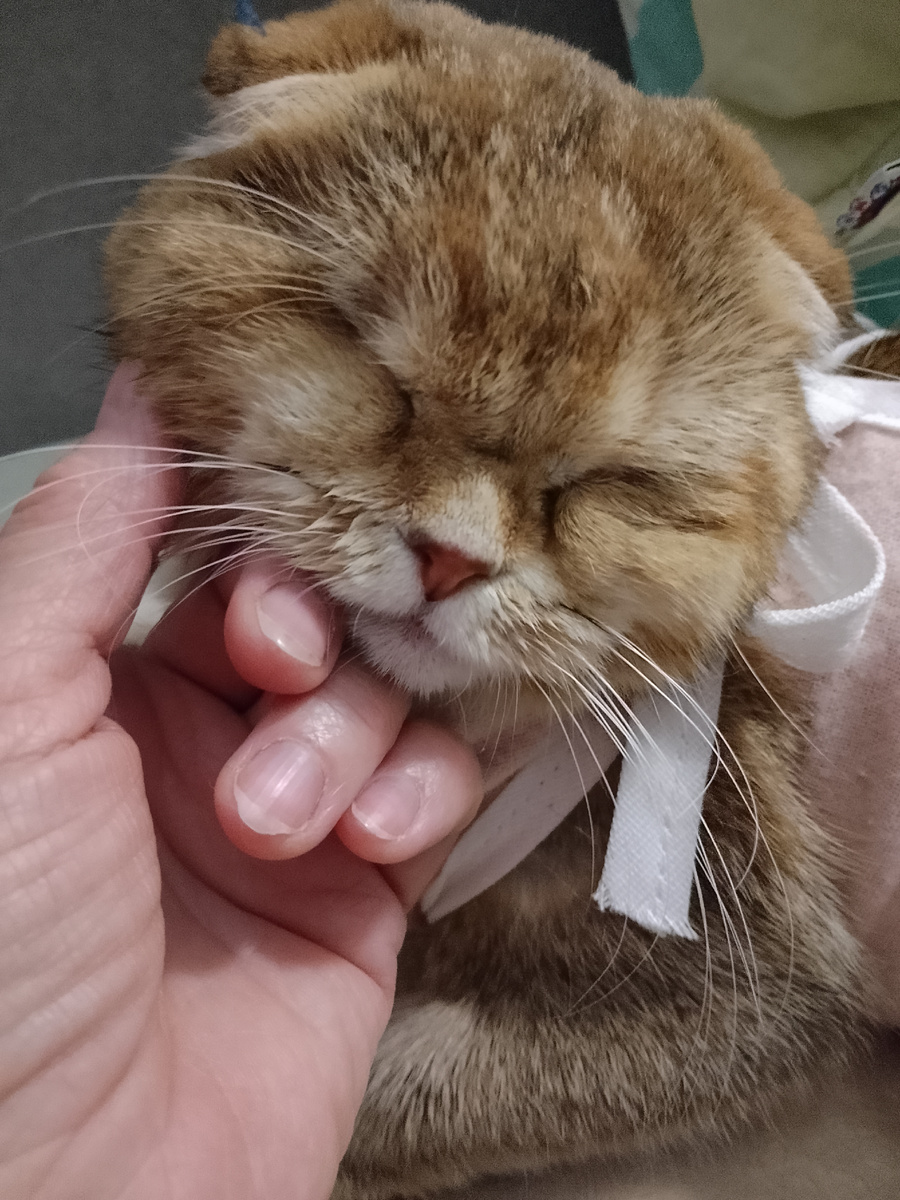 Как не любить такую милашку! 