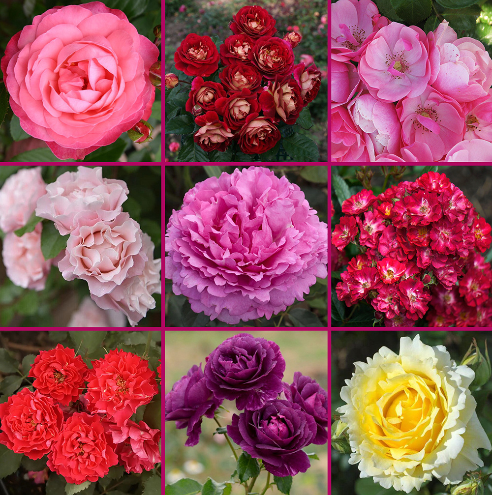 Садовые розы