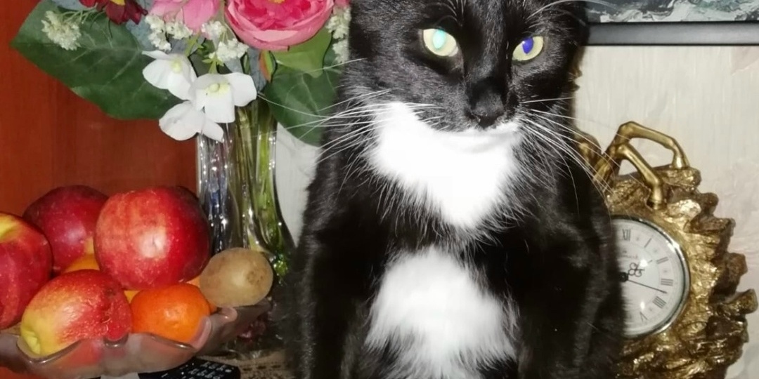 💐Тёплые приветы от хвостатых выпускников🐾💌