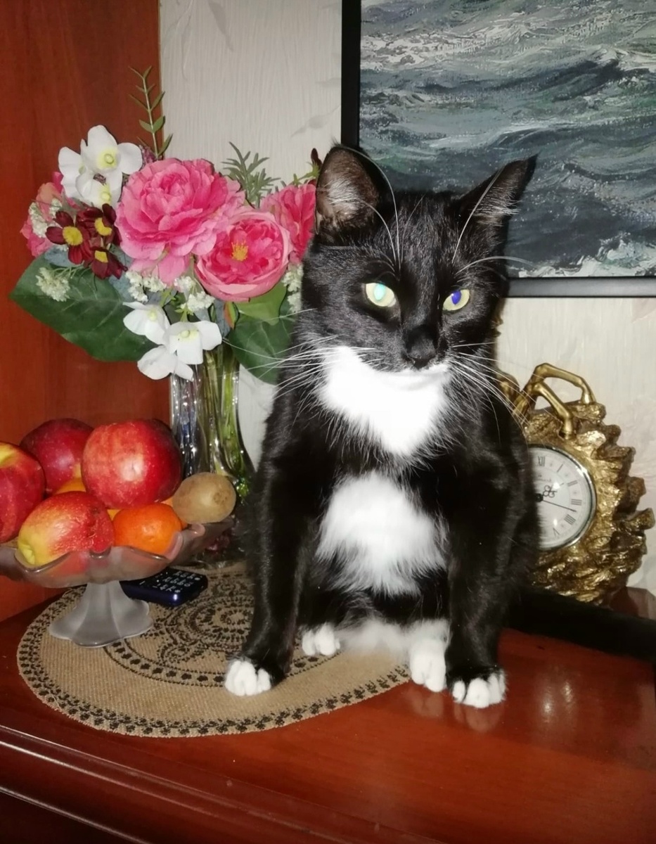 Шади с поздравлениями на 8 Марта! 🌷