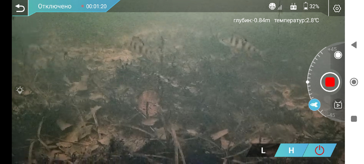 Полосатые Окуни - доминирующий вид в озере Вероярви