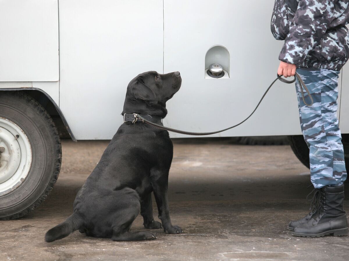    Чемпионат по многоборью среди кинологов в Новосибирске | © РИА Новости / Алексей Ефимов