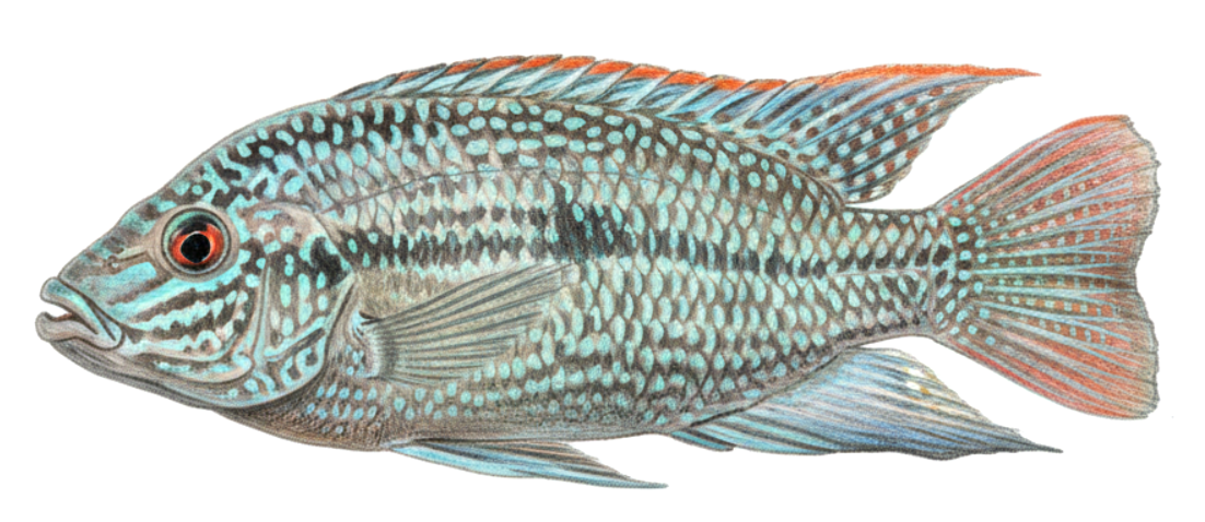 Oreochromis tanganicae