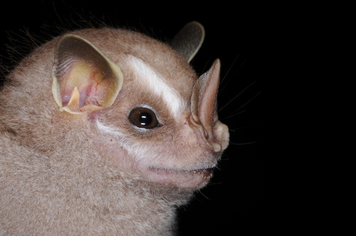 Остров летучих мышей