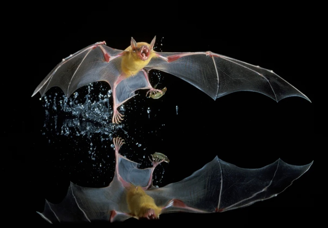 Большой рыболов