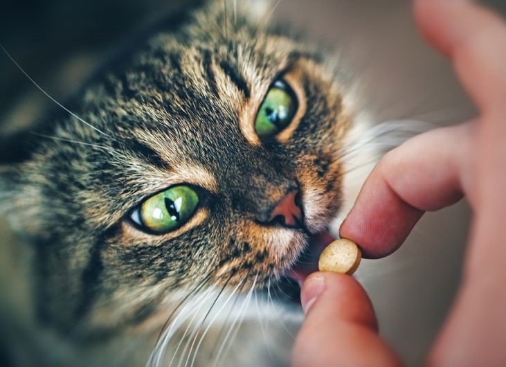 Кошка и витаминка