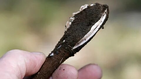 Сейчас пока еще "Сигара дьявола"...