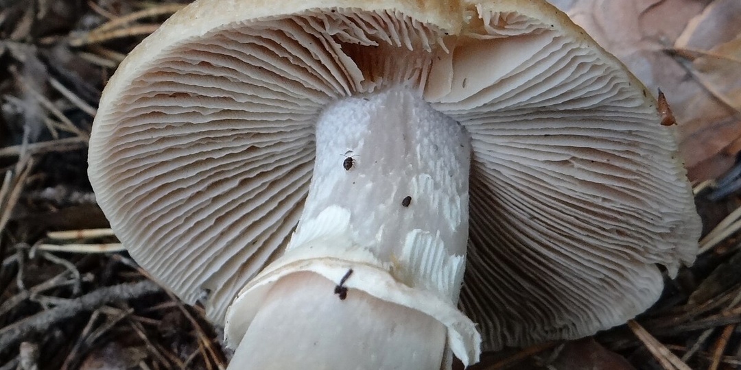 Курочка из семейства отравителей