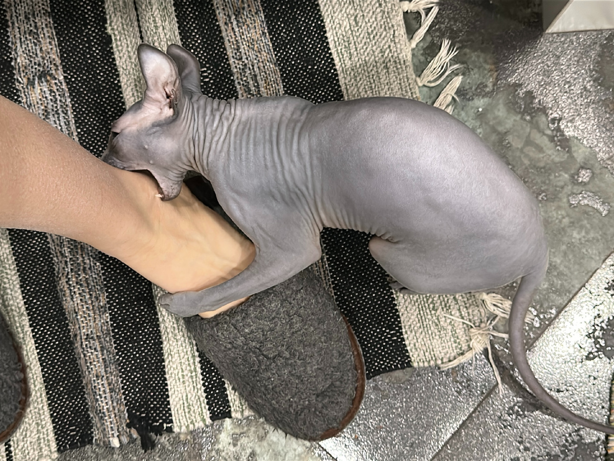 Кусает за ноги