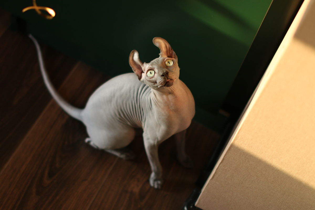 Эль постоянно в поисках объекта для активности