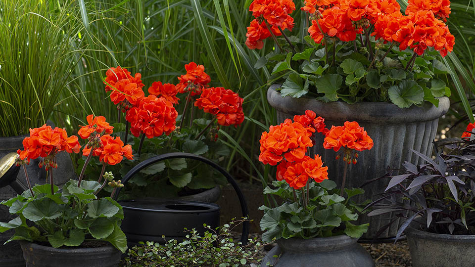 Международные конкурсы пеларгоний. Часть девятая. Pelargonium for Europe (PfE).