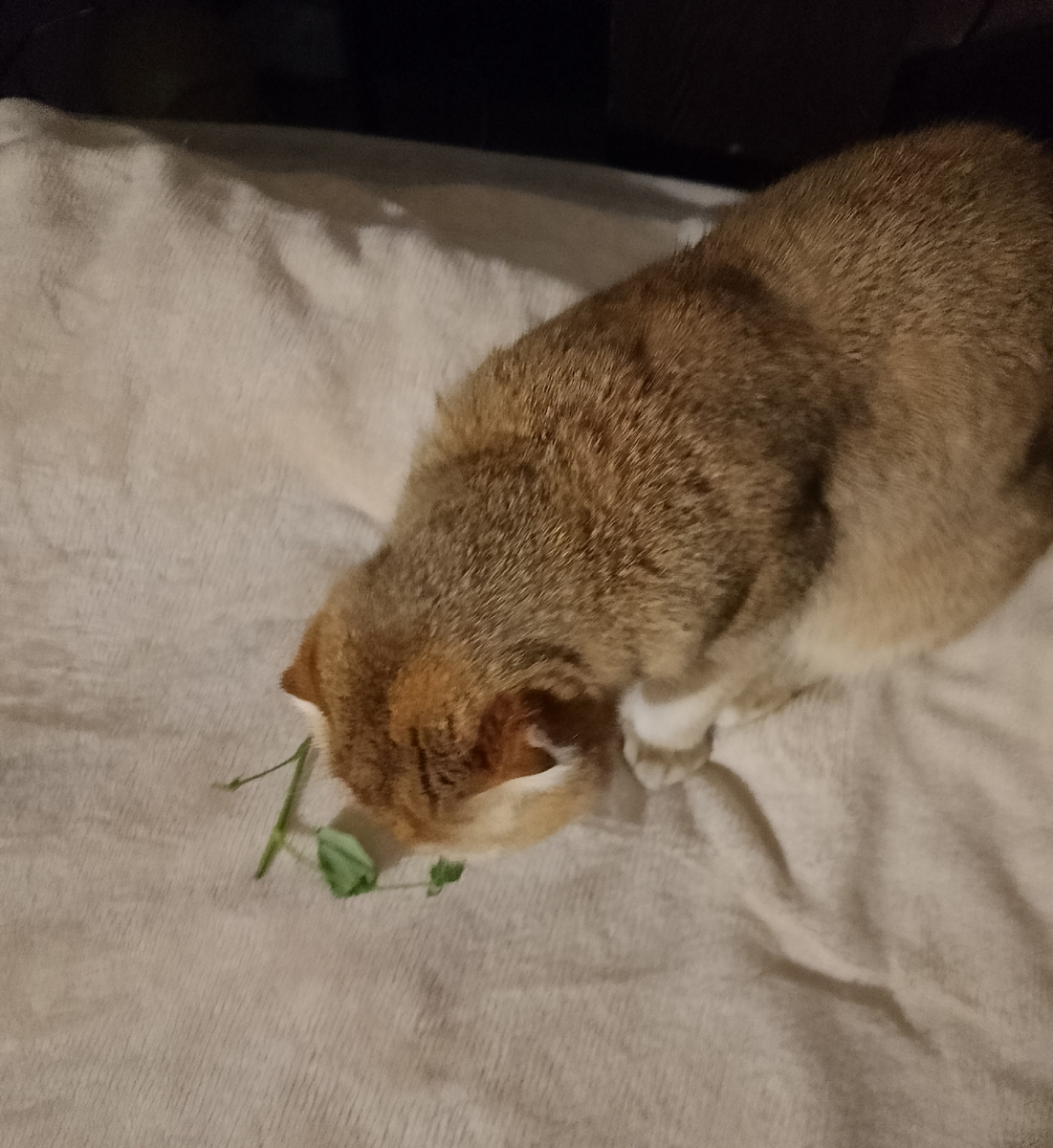 Фотография старая, но действо тоже. Сегодня я была в гневе, мне было не до фотографий