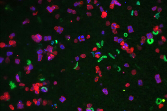    Исследование древних микроорганизмов в марокканской грязи открывает новые горизонты для поиска внеземной жизни и разработки биотоплива. novostix