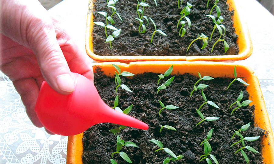 Первый полив рассады томатов после всходов!