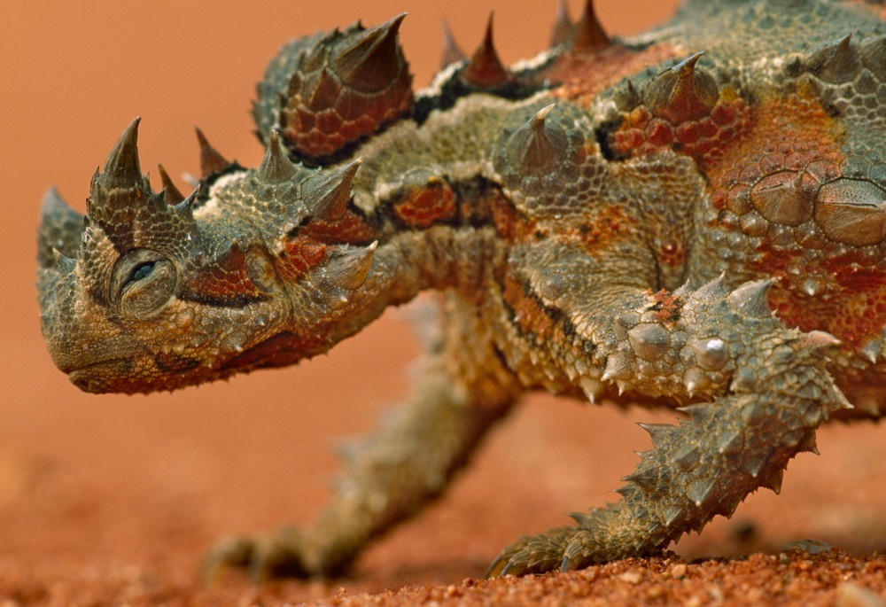 Еле-еле душа в теле.