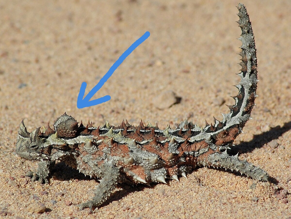 Речь идёт вот об этом необычном наросте на шее.