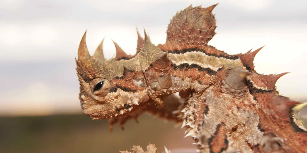 Молох: Ящерица из шипов. Оказывается, у неё есть вторая голова