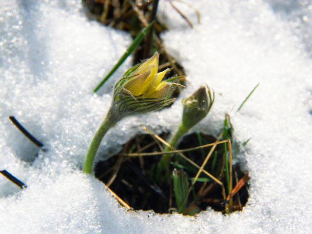    Весна, погода, природа, подснежник???, потепление (ИТАР-ТАСС)