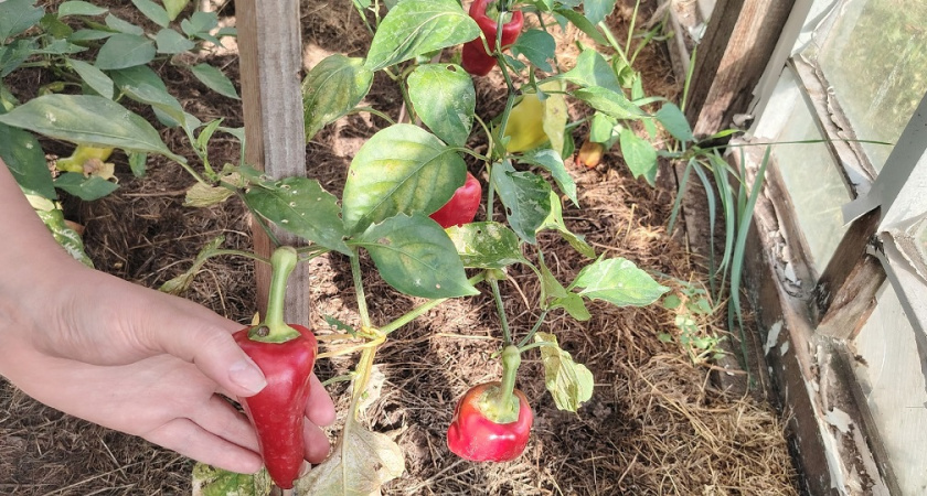    фото из архива редакции