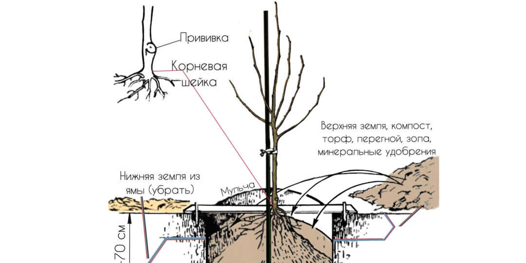 Посадка яблони и груши с открытой корневой системой: пошаговая инструкция от наших агрономов