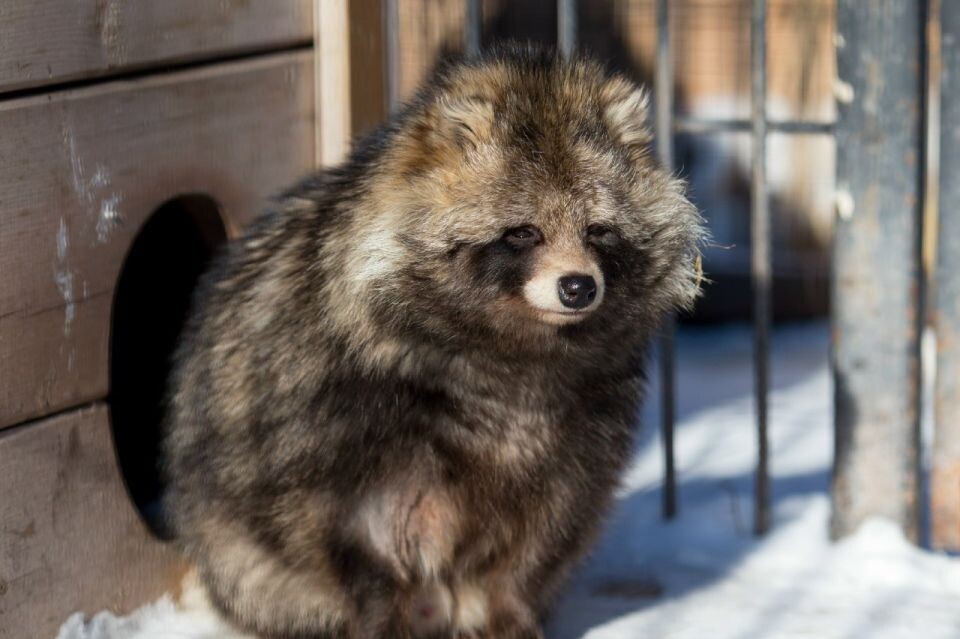   Енотовидная собака. Источник: Предоставлено "Толку"