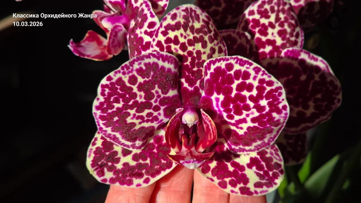 Окраска «Дикого Кота» не прописана в его ДНК как статичная картинка. Это динамический процесс.