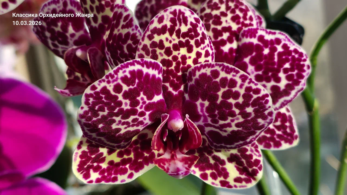 Когда бутоны закладываются при температуре +15…+20°C, включается «турбо-режим» синтеза антоцианов.