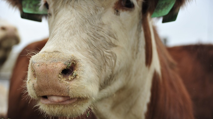 "Сжигайте нас с коровами". Новосибирским сельчанам велели убить скот из-за пастереллеза
