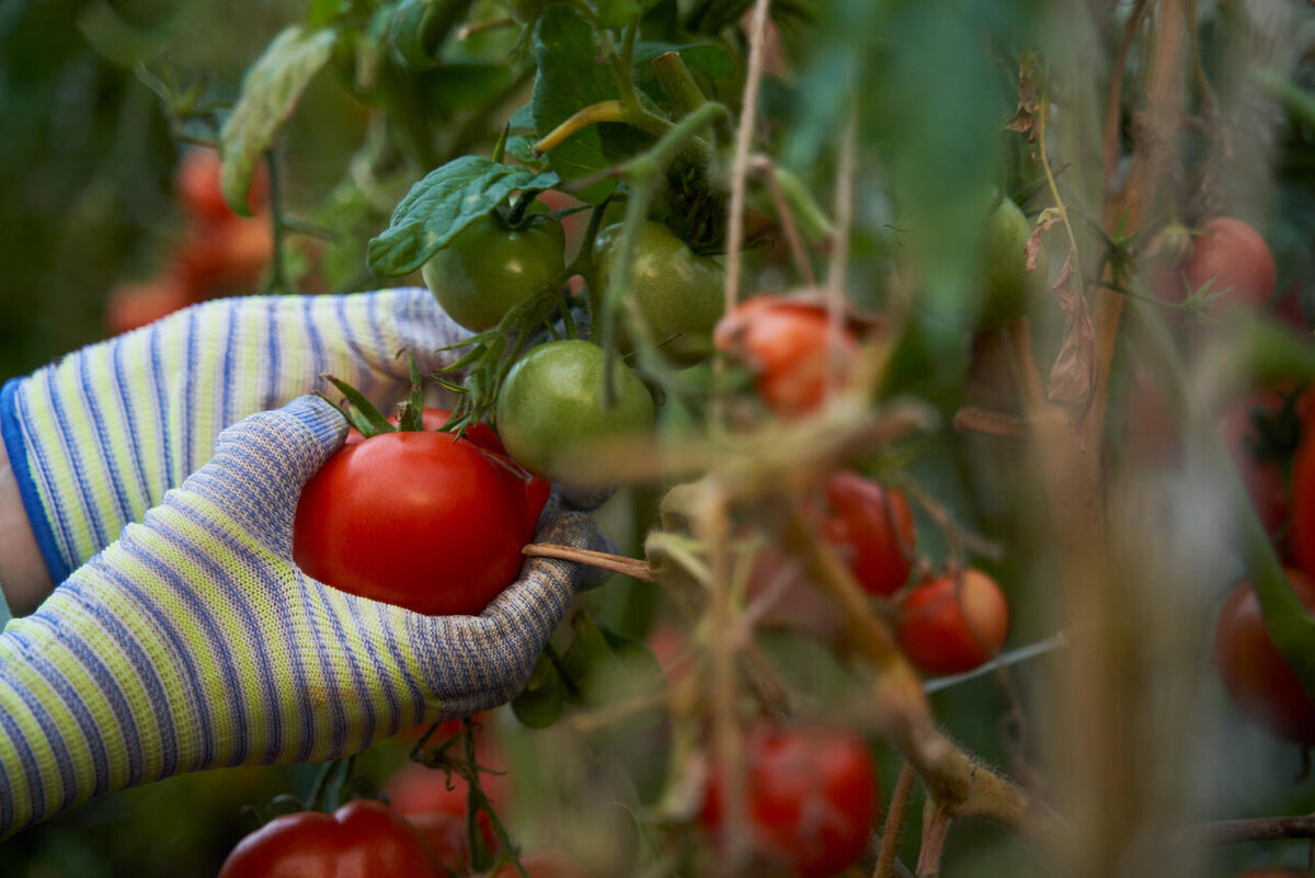    Спелые томаты на ветке Соцсети