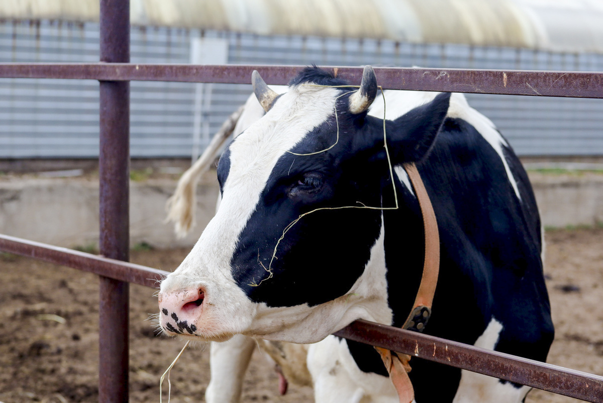 В Нижегородской области молочное скотоводство является одним из главных направлений развития АПК.  Фото: ФедералПресс / Елена Майорова