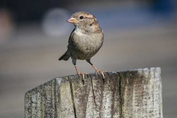 mholden/Shutterstock/FOTODOM   📷