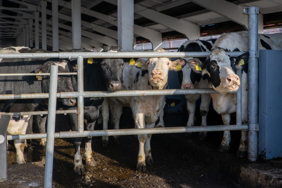    Ситуацию прокомментировал глава Ордынского района Олег Орел Михаил ФРОЛОВ