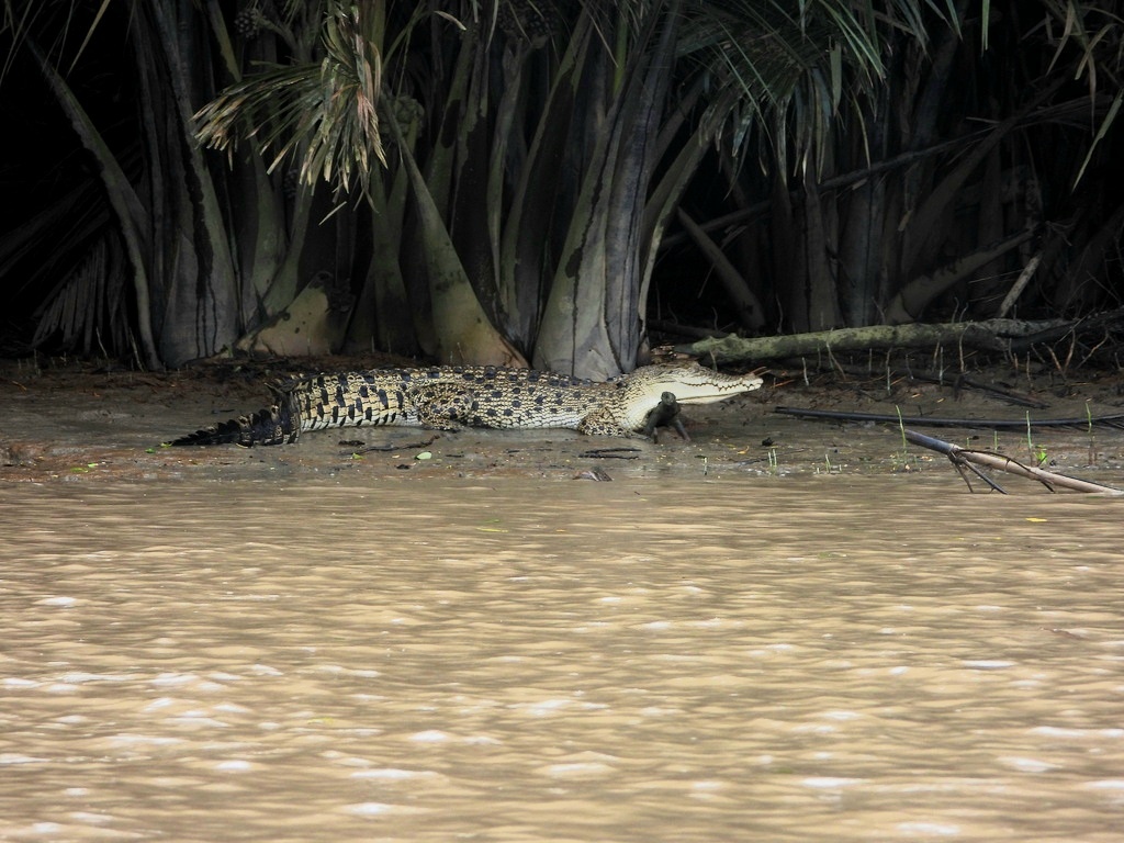 ГРЕБНИСТЫЙ КРОКОДИЛ, МОЛОДАЯ ОСОБЬ