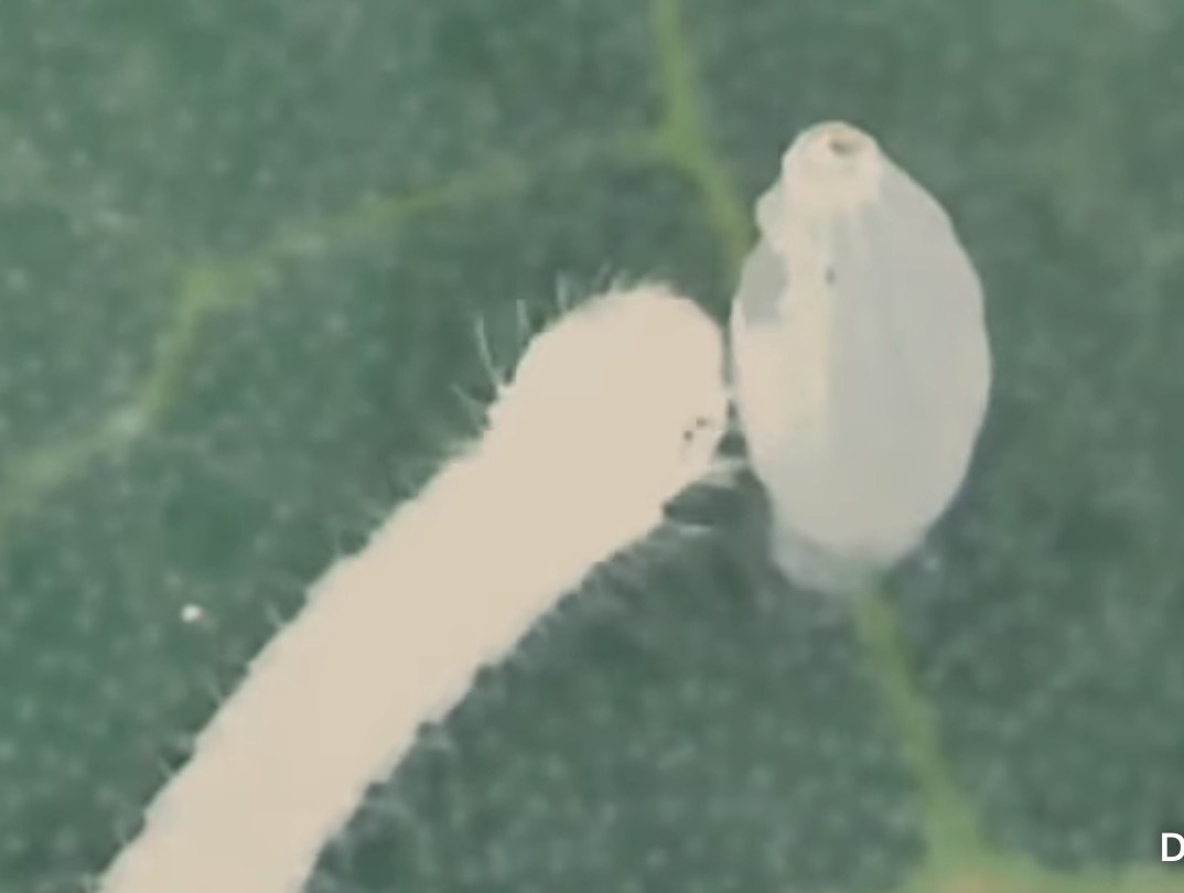 Гусеница ест скорлупу яйца после вылупления