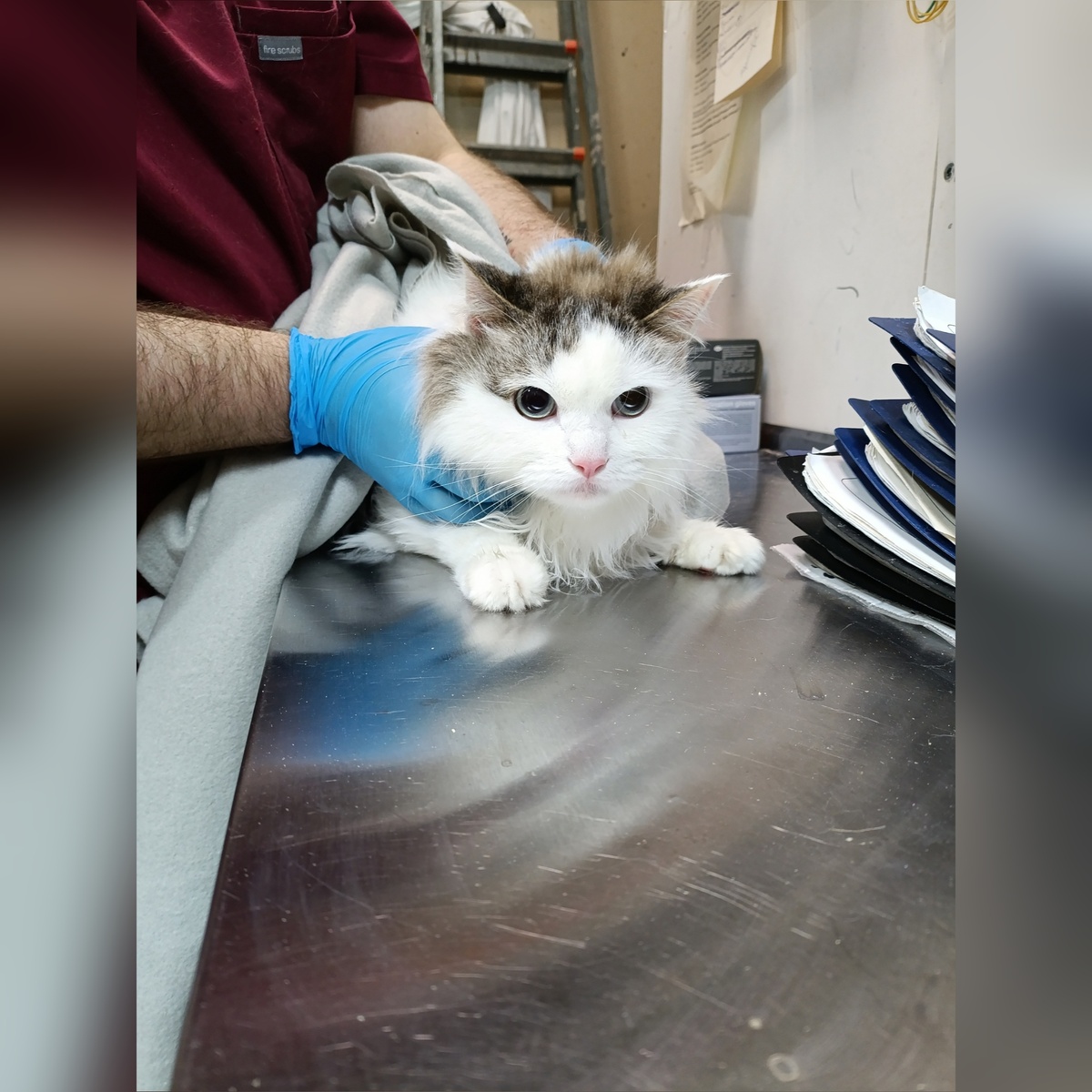 Пассаж домашний котик, отдали по семейным обстоятельствам.