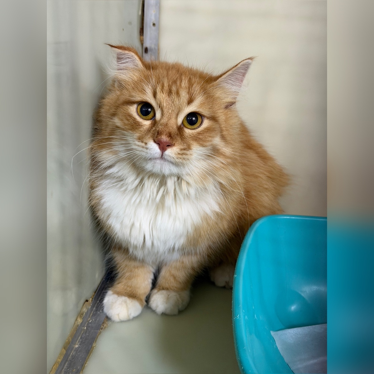 Физалис приехал с улицы.