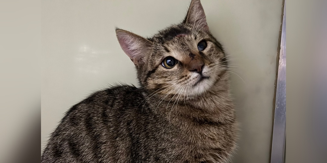 Встречайте пушистых новичков