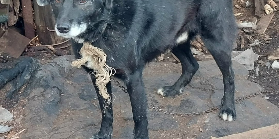 Всем, кроме Бима, нашли новые семьи...